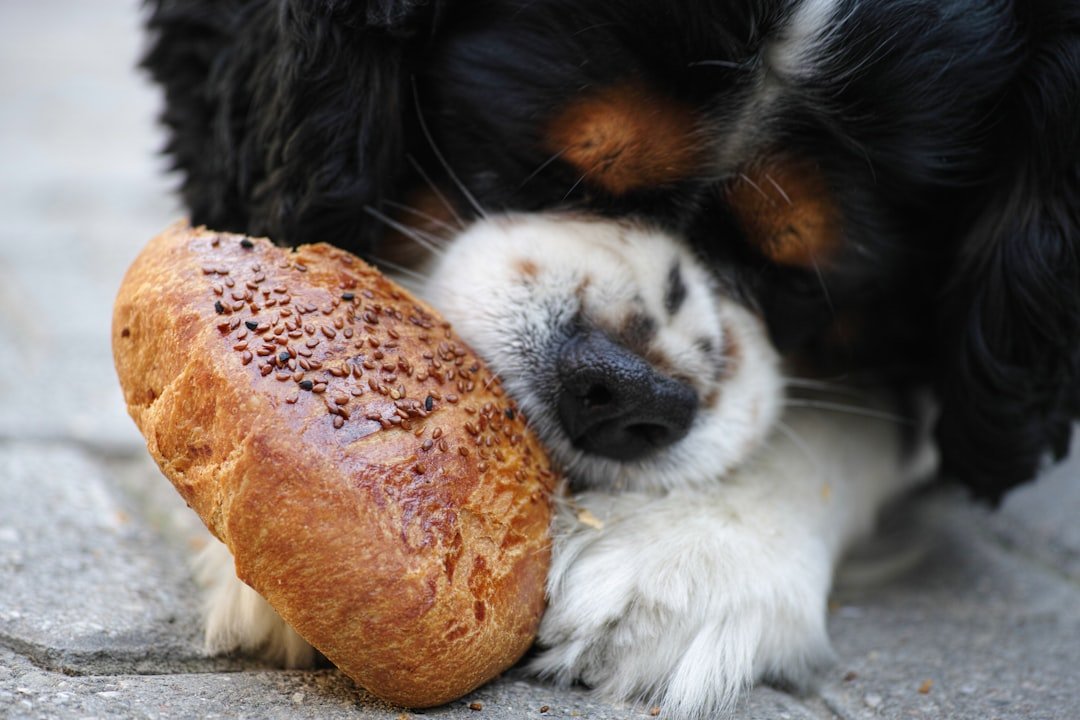 Photo Pet food