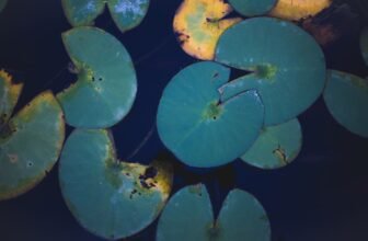 Photo Portable changing pad